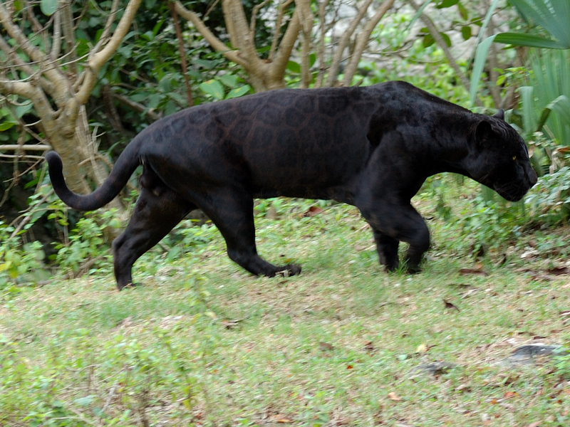 מה ההבדל בין יגואר שחור לפנתר שחור? הבדלים בין יגואר שחור לפנתר שחור