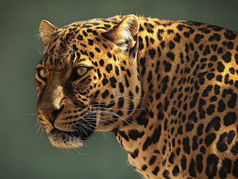 מהם המאפיינים הייחודיים של תת-מיני היגואר השונים? תיאור ההבדלים בין תת-מיני יגואר