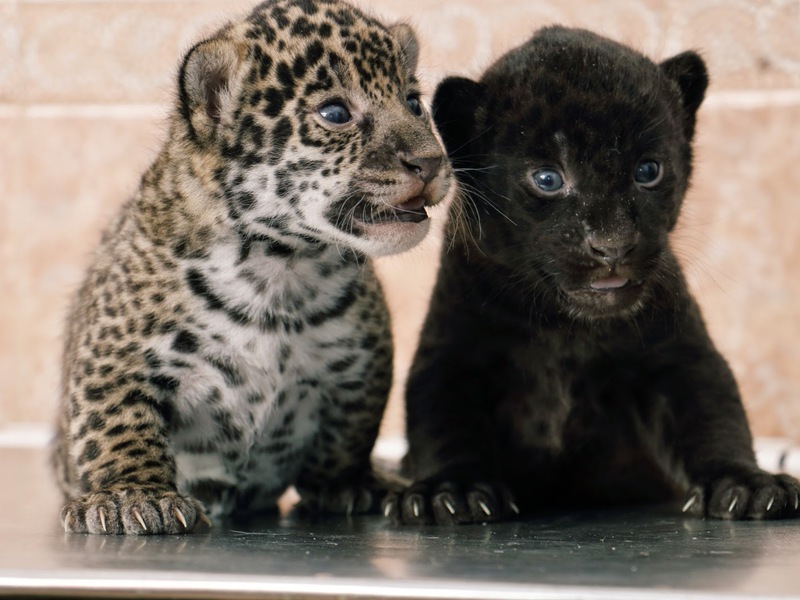 איך נראים גורי יגואר? המראה של גורי יגואר