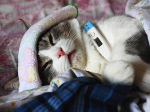 תיאור תסמיני דלקת כיבית בסטומטיטיס אצל חתולים