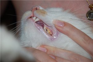 מהם הסימנים של דלקת סטומטיטיס גנגרנוס אצל חתולים? תסמינים של דלקת סטומטיטיס גנגרנית אצל חתולים