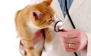 שיטות טיפול לאורוליתיאזיס בחתולים אבנים בתעלה של חתול