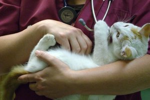 איך לעזור לחיית המחמד שלך כשהיא חולה גורמים לאורוליתיאזיס