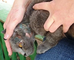 מחלות עור אצל חתולים: טיפול ותיאורים עם תמונות