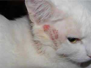 מאיזה מחלות עור חתול יכול לסבול?