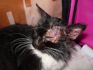 מחלות של חתולים וחתולים