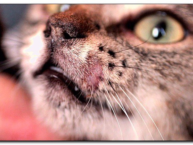 מחלות חתולים