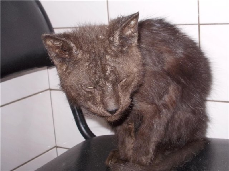 איזו מחלה חלתה החתול?