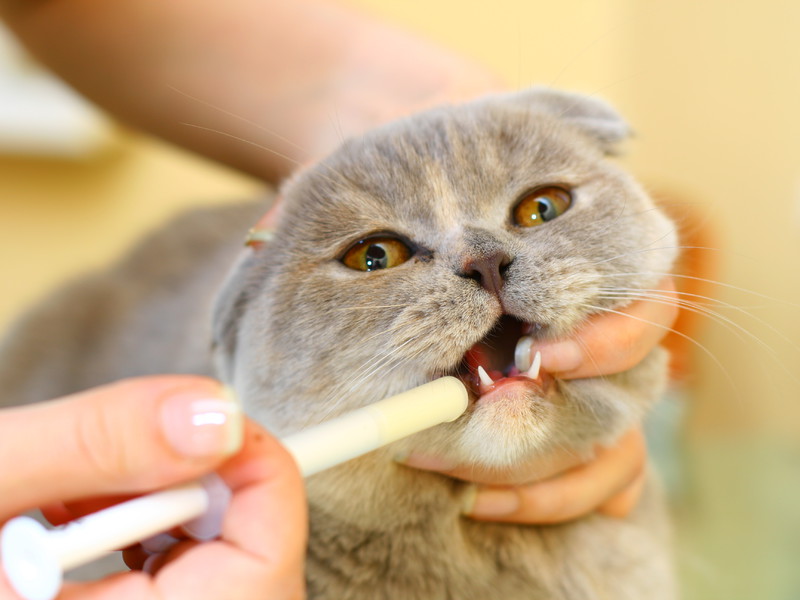 מחלות עור אצל חתולים