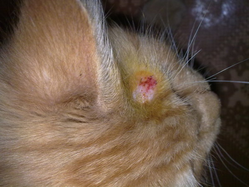 מחלת עור של חתולים