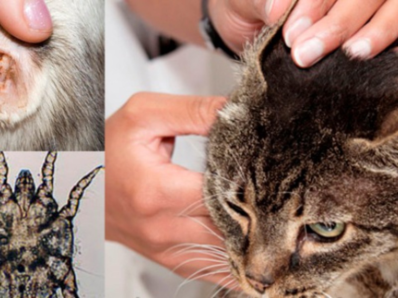 מאיזה מחלות חתול יכול לסבול?