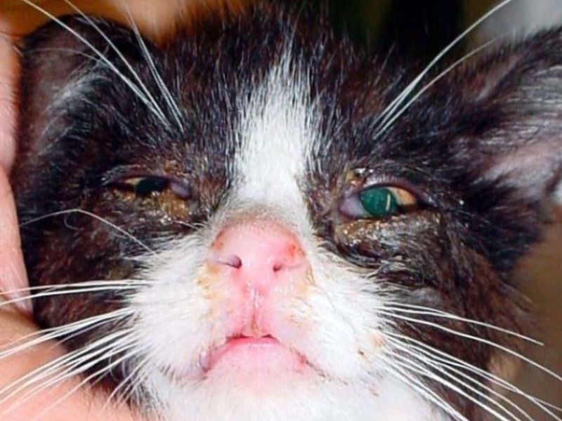 פטרייה אצל חתול