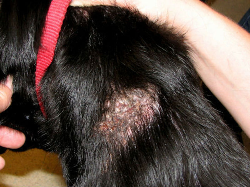 איך לרפא חתול מפטרייה