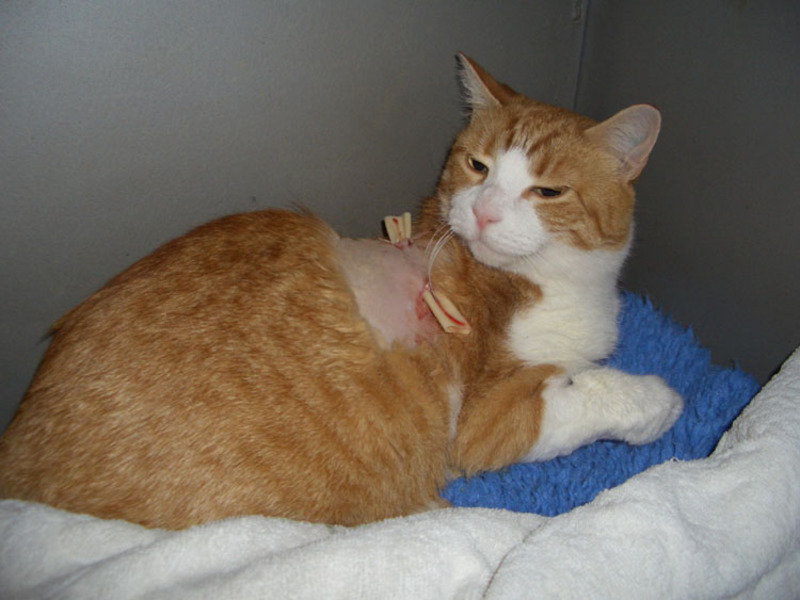 איך לעזור לחתול