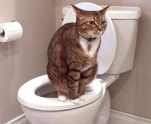 שלשול אצל חתול - איך ומה לטפל בבית?