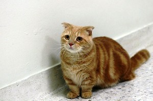 שלשול אצל חתולים צריך טיפול; בעל החיים סובל ממנו בדיוק כמו בני אדם.