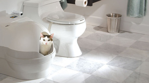 שלשול אצל חתולים יכול להיגרם הן ממזון באיכות ירודה והן ממגוון רחב של מחלות.