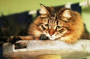 תולעים בחתולים: שמות ותמונות