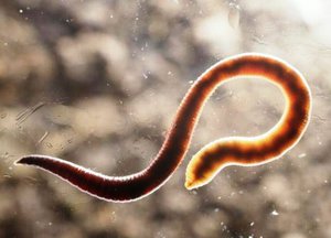 אסקרידים הם אחת התולעים הטפיליות הנפוצות ביותר.