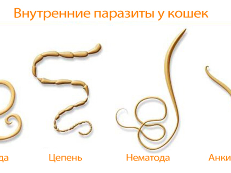 טפילים בחתולים - סוגים שונים של תולעים.