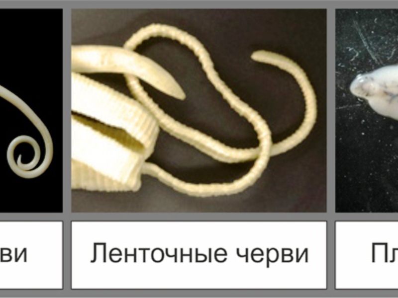 התמונה מציגה סוגים שונים של תולעים שיכולות להדביק את החתול שלך.