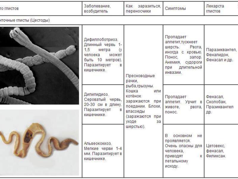 אילו טפילים יכולים לחתולים ואילו מהם מסוכנים לבני אדם?