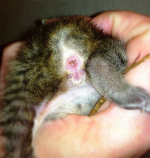 מה לעשות אם לחתול יש דם מפי הטבעת?