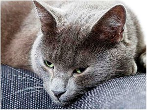 טיפול בעצירות אצל חתולים בבית