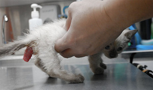 מה לעשות עם עצירות אצל חתולים בבית עצירות אצל חתולים - איך לעזור לחיה?