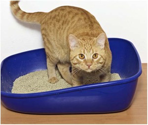 איך אפשר לדעת אם לחתול שלך יש עצירות?