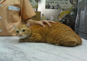 עצירות אצל חתולים: כיצד לזהות ולטפל מה לעשות אם אתם חושדים שהחתול שלכם סובל מעצירות?