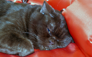 מניעת עצירות ומחלות במערכת העיכול אצל חתולים מניעת עצירות אצל חתולים מתחילה בתזונה נכונה.