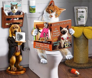 טיפול בעצירות אצל חתולים - תרופות ביתיות פשוטות.