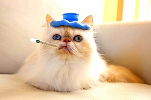 לחתול שלי יש תולעים - אילו תרופות מתאימות?