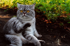 עצירות אצל חתולים ושיטות טיפול עצירות אצל חתולים: גורמים ואפשרויות טיפול ביתיות