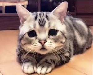 כלבת אצל חתולים: תסמינים וטיפול