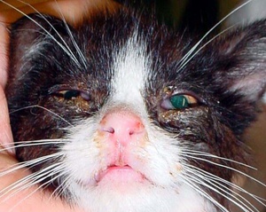 פנלוקופניה חתולית או כלבת חתולית פנלויקופניה חתולית היא שם נוסף למחלת הכלבת החתולית הידועה.