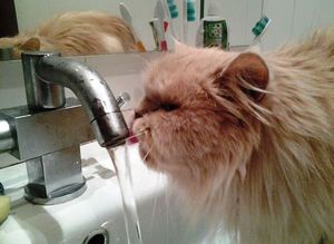 אם החתול לא אוכל כלום, מה עליי לעשות? החתול לא אוכל כלום - מה הסיבה?