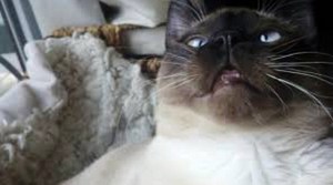 עייפות אצל חתול עייפות אצל חתולים יכולה להיות סימן למחלה.