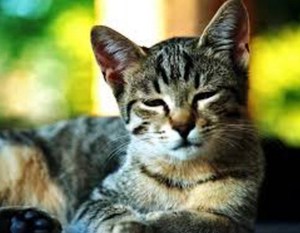 סימנים של חתול חולה מחלות חתולים ותסמיניהן - עייפות, חוסר תיאבון