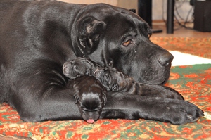 כלבי קיין קורסו: מאפיינים כלליים של הגזע