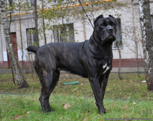 טיפול בכלבי קיין קורסו איך לטפל בכלב קיין קורסו