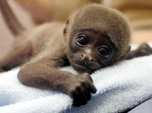 איזה שם אפשר לתת לקוף ילד?