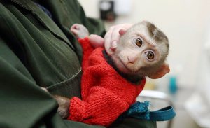 קוף הוא חיה אינטליגנטית, אבל עדיין עדיף להמציא לו שם קצר.