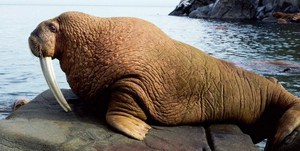 סוסי ים: היכן הם חיים, מה הם אוכלים ואיך החיה נראית