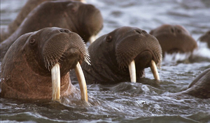 הסוס הים הוא ענק אדיר של הארקטי. סוס הים הוא בעל חיים גדול מאוד.