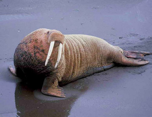 התמונה מראה סוס ים אמיתי.