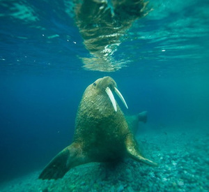 סוס ים מתחת למים - תמונות נדירות הסוס הים נע במהירות מתחת למים.