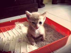 החתול לא יכול לעשות פיפי החתול לא יכול ללכת לשירותים - מה הסיבה?