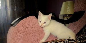 החתלתול לא עושה פיפי - מה עליי לעשות? כמה זמן חתלתול יכול להסתדר בלי לעשות פיפי מבלי לפגוע בבריאותו?